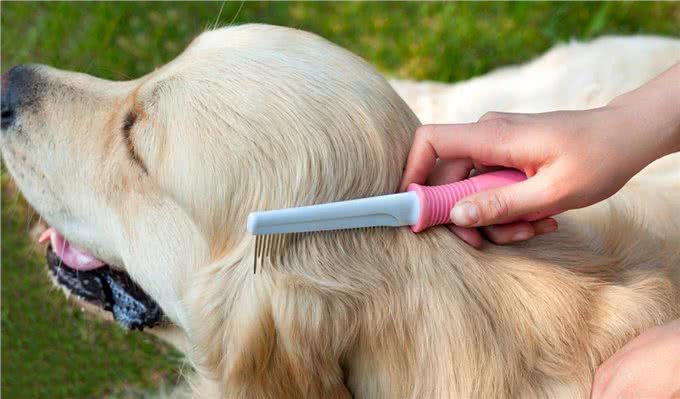 坚持每天帮狗狗梳毛5分钟,这时间花得太值了