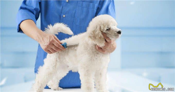 坚持每天帮狗狗梳毛5分钟,这时间花得太值了