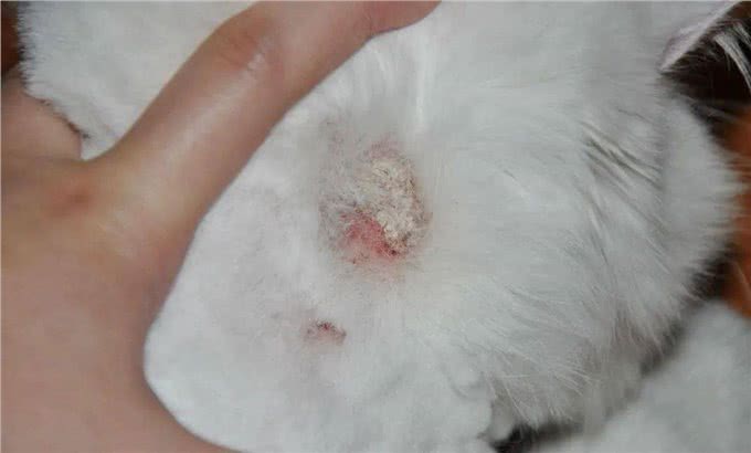 坚持每天帮狗狗梳毛5分钟,这时间花得太值了