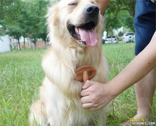 坚持每天帮狗狗梳毛5分钟,这时间花得太值了