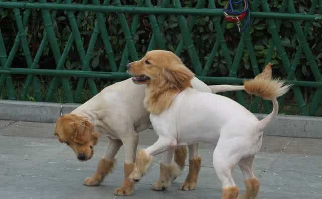 坚持每天帮狗狗梳毛5分钟,这时间花得太值了