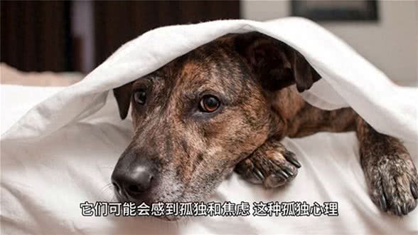 最懂狗狗之孤独心理