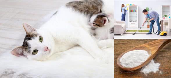 母猫感染疱疹病毒能生小猫吗