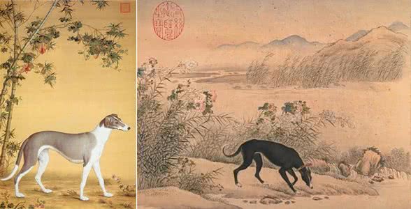 古人是如何来挑选优秀狗狗的?从狗的叫声和毛色之说来看起