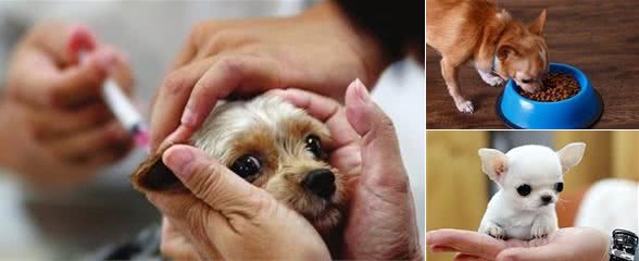 去国外进口或国内少数纯种繁育场购买纯种犬时，应索取的四个文件