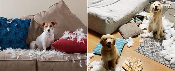 狗狗为何疯狂挠沙发?背后的原因让人深思!