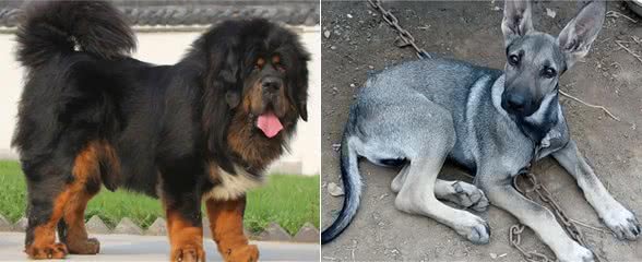 我国最可怕的六种猛犬—个个威猛霸气，不输国外犬种