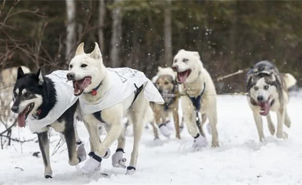 雪橇犬分几种