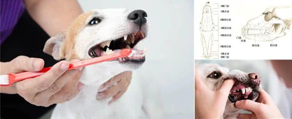狗狗也会换牙吗?快来了解一下狗狗的换牙过程及护理要点吧