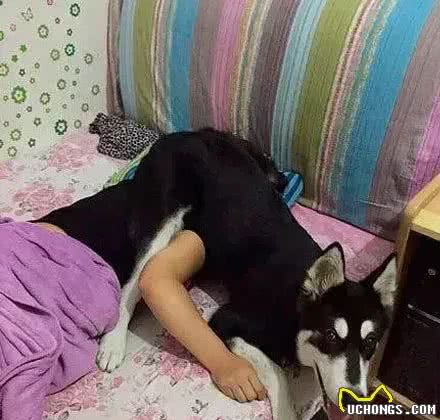 狗有多爱你,就看它的屁股离你的脸有多近