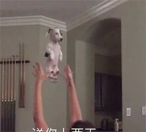狗有多爱你,就看它的屁股离你的脸有多近