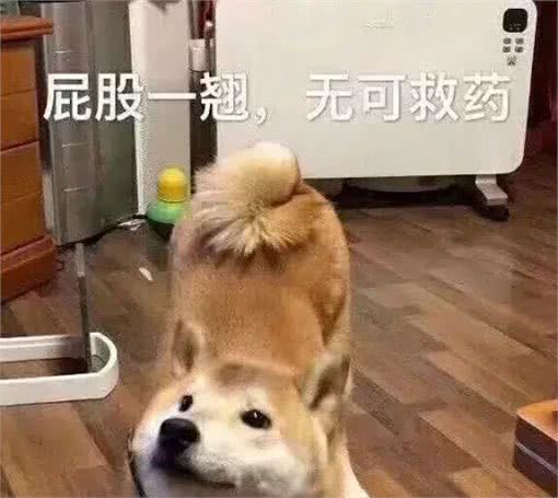 狗有多爱你,就看它的屁股离你的脸有多近