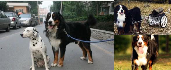 世界名犬—伯恩山
