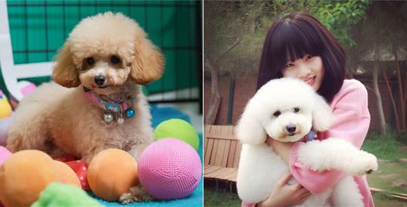 轻松了解贵宾犬:品种特点、饲养要点和常见问题