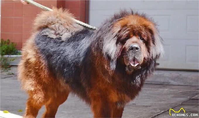 这种猛犬性格暴躁，实力超过比特犬，当地人常用它来斗熊