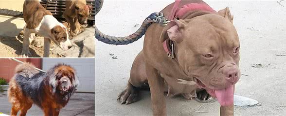 这种猛犬性格暴躁，实力超过比特犬，当地人常用它来斗熊