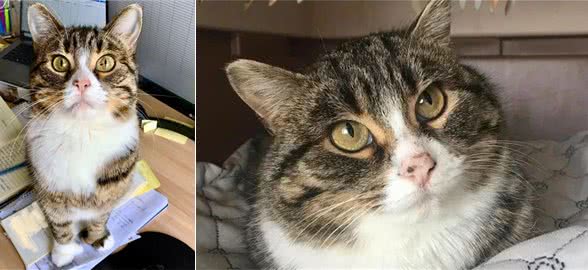 充满野性的小狸猫，在体验了宠物猫的生活后，变身成为了嘤嘤怪