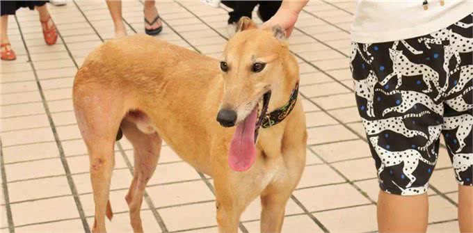 600只格力犬到期安乐死?又被骗转发了!
