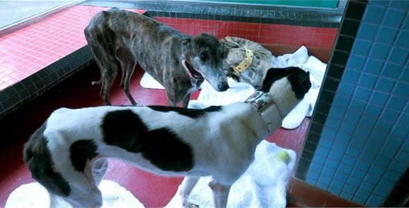600只格力犬到期安乐死?又被骗转发了!