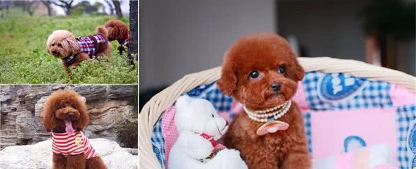 玩具贵宾犬穿上漂亮的衣服，不仅仅是凹造型，更是为健康!