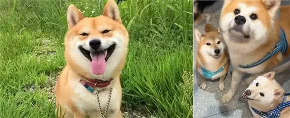 狗狗爱你程度分7级，大部分都卡在第6级，全占的几乎没有