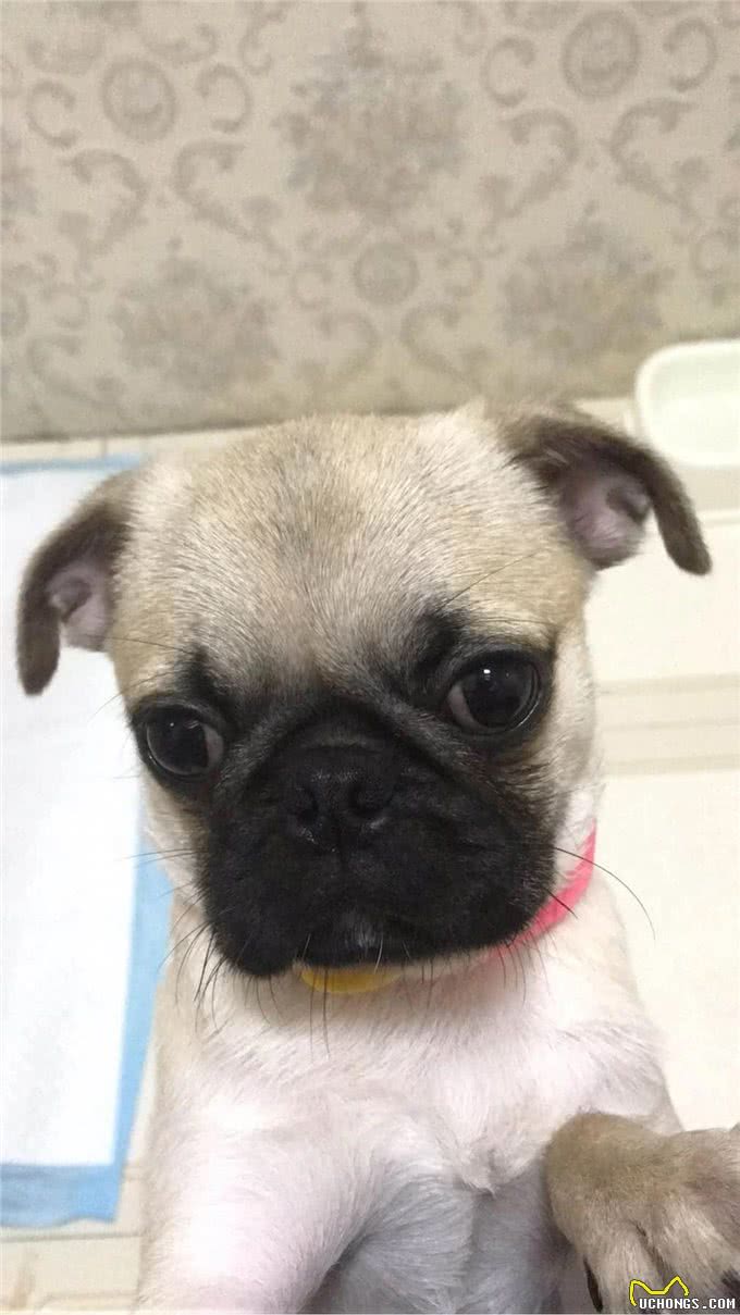 巴哥犬的养护知识