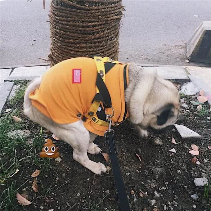 巴哥犬的养护知识