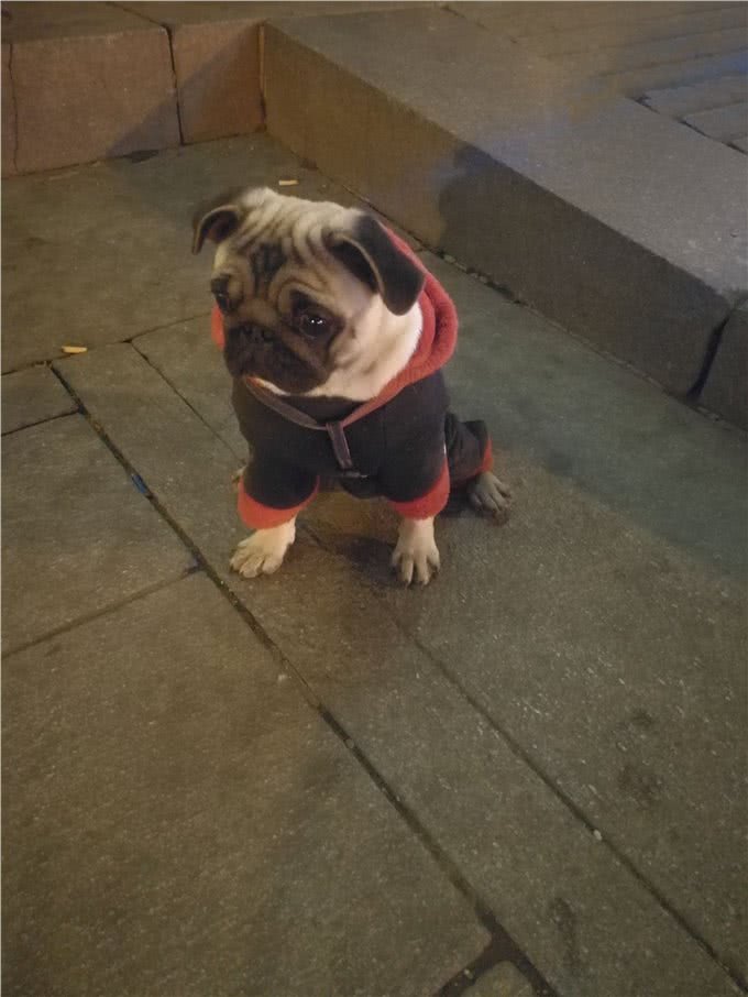 巴哥犬的养护知识