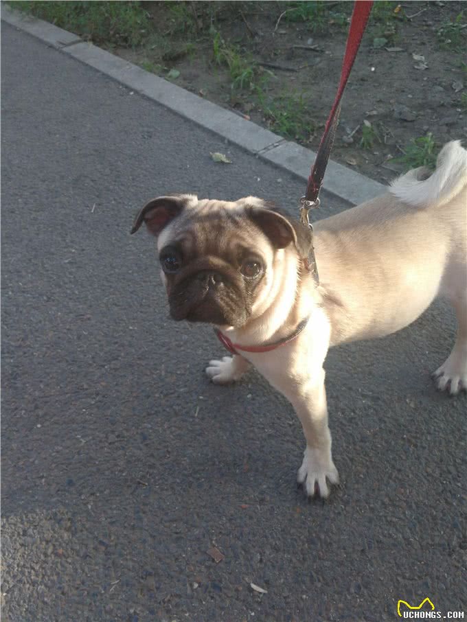 巴哥犬的养护知识