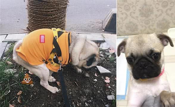 巴哥犬的养护知识