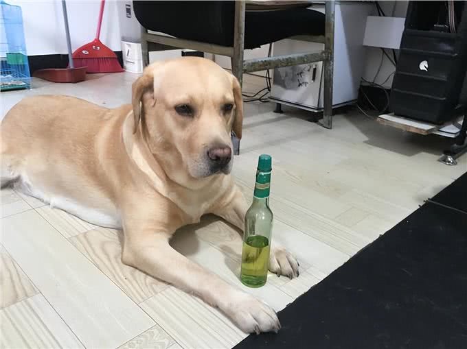 实话告诉你，狗狗一生最害怕的事，希望你一个都没做过