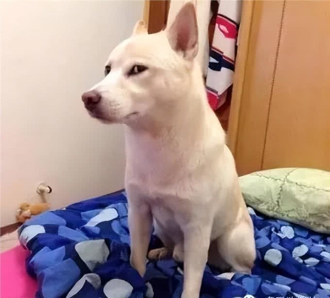实话告诉你，狗狗一生最害怕的事，希望你一个都没做过
