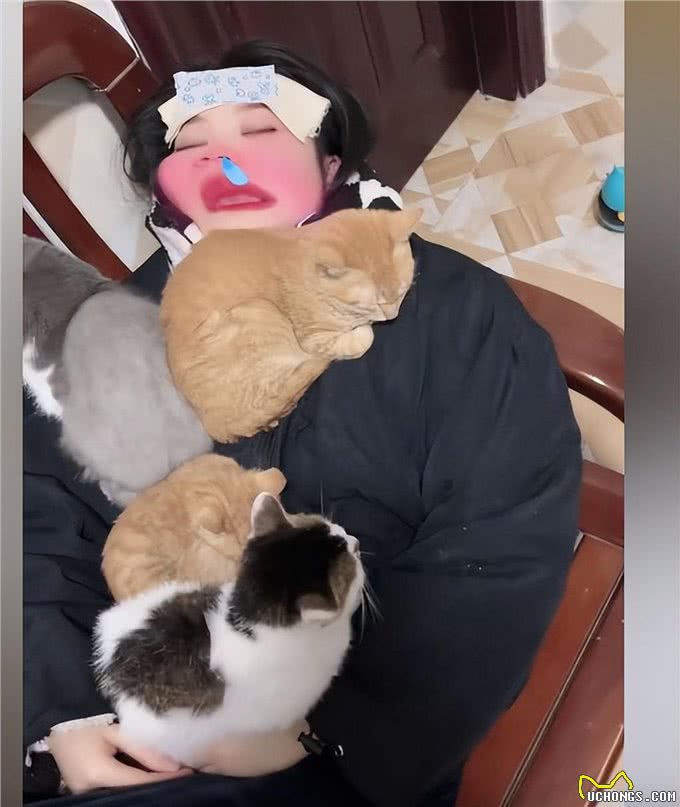 女子阳性高烧不退，4只猫陆续窝到主人身上：咋还长猫了呢?