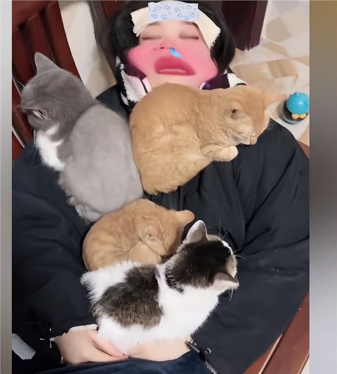 女子阳性高烧不退，4只猫陆续窝到主人身上：咋还长猫了呢?