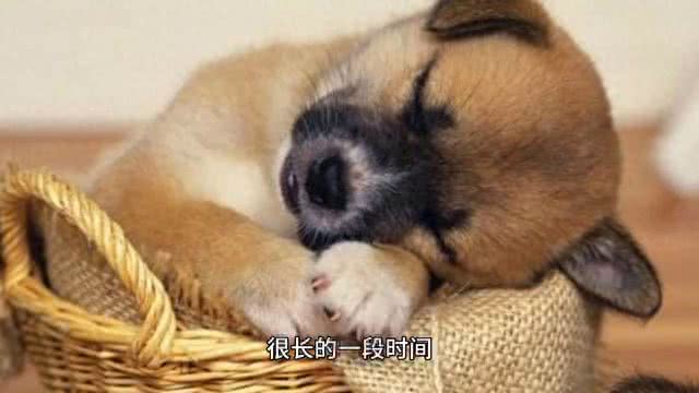 狗狗窝咳怎么办?是什么原因引起的?