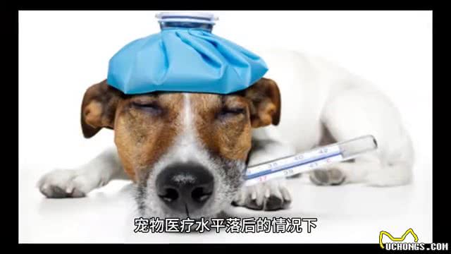 狗狗窝咳怎么办?是什么原因引起的?