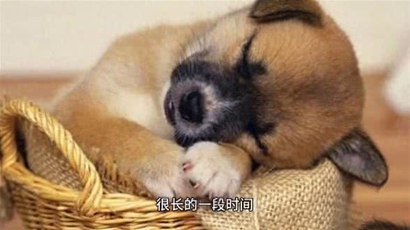 狗狗窝咳怎么办?是什么原因引起的?