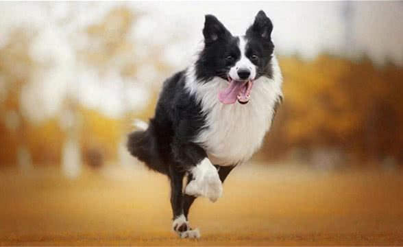 狗狗常见的关节问题