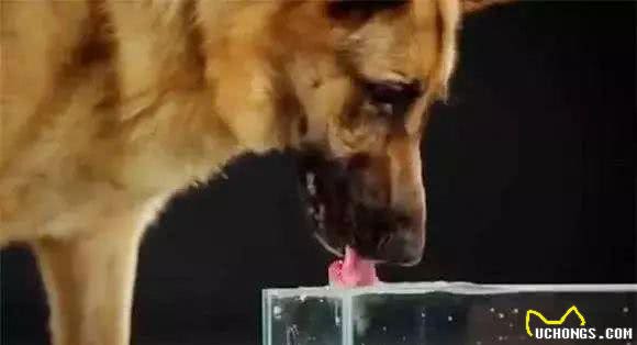 狗狗饮水的重要性
