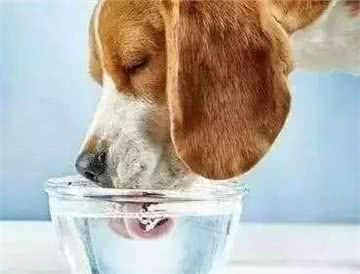 狗狗饮水的重要性