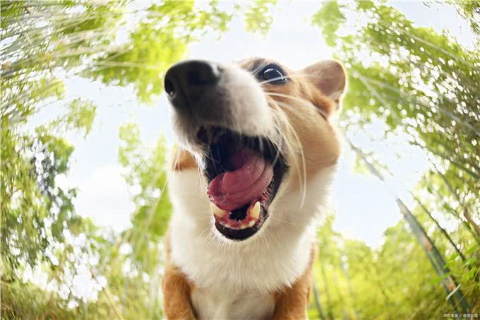 养狗经验：狗狗肠胃炎有什么症状