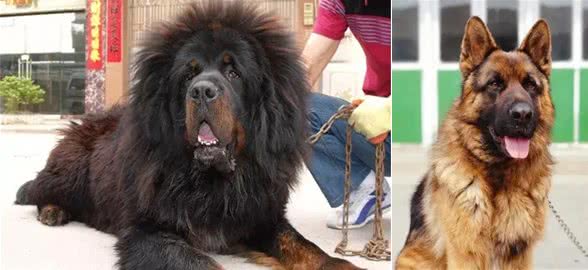 什么狗可以护主?这三种!绝了