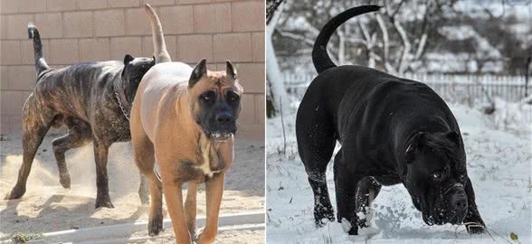 15世纪的斗兽专属犬种，拥有判官之名的猛犬，如今已濒临灭绝