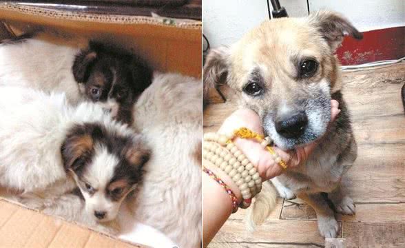 狗狗守护已逝主人3年，被好心人领养后，却做出令人揪心的反应!