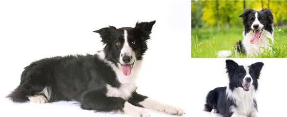 怎么能让边境牧羊犬心甘情愿的刷牙?