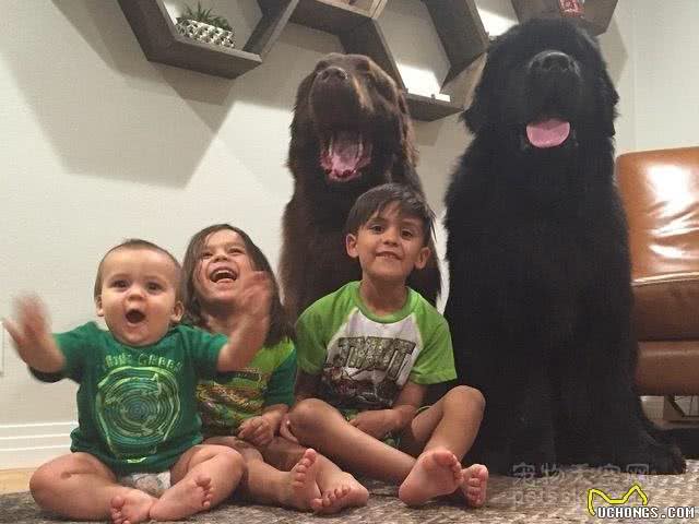 夫妻养了两条体型硕大的纽芬兰犬它们很好地成为孩子们的保姆