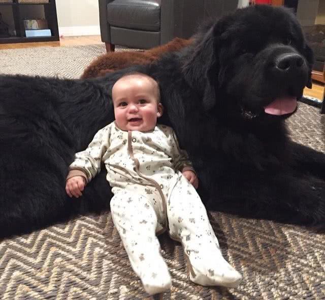 夫妻养了两条体型硕大的纽芬兰犬它们很好地成为孩子们的保姆
