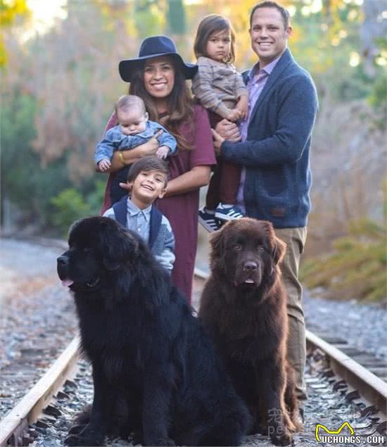 夫妻养了两条体型硕大的纽芬兰犬它们很好地成为孩子们的保姆
