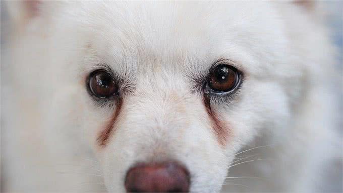 狗狗脸上出现泪痕?主人该怎么缓解这个问题?该如何挑选相关用品