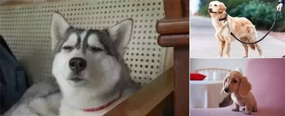 宠知识｜狗狗养在室内好还是室外好?